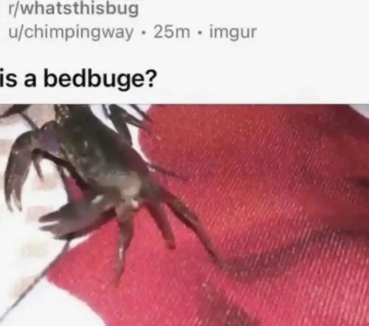 is this a bedbuge
