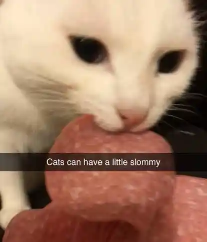 cats can have a little slommy